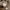 Jam fossil florar auth nego pl photo 5
