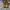 Catterpilar Boots 6 Inch Yellow photo 4
