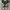 Converse Allstar Hi Black White photo 4