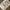 Woolrich Utility Vest Multipocket Tactical photo 4