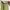 Love Bonito Casual Cami top Wanita green photo 3