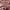 Casual Formal shirt Pria burgundy photo 5