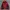 Trespass Trestex DLX OUTDOOR JACKET Waterproof
