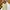Chino Pants P*OLHAM Slim fit Creamy - Size 31 photo 1