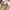 Chino Pants T*OPTEN Slim fit Milk Brown - Size 36 photo 4