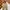 Chino Pants T*OPTEN Slim fit Milk Brown - Size 36 photo 1