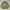 Canadian Army Military Jacket