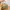 Coach Vintage Y2K Handbag Wanita Tan Brown