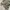 SHORT CARGO PANTS FIELD UTILITY OLD NAVY photo 4