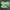 Adidas Yeezy Green Light Motif photo 1