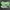 Adidas Yeezy Green Light Motif