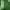 Adidas Yeezy Green Light Motif photo 3