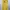 Casual Skirt Wanita yellow photo 2
