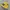 Rare Vans Authentic Yellow Waffle Code GSI Original