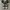 Converse Allstar Hi Black White photo 5