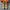 Converse 70s Hi Sunflower photo 5