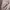 B&G Streetwear Vintage Bomber jacket Pria tan photo 4