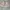 Emery Rose Sherpa Cream Short Teddy Jacket photo 1