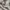 Emery Rose Sherpa Cream Short Teddy Jacket photo 8