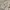 Emery Rose Sherpa Cream Short Teddy Jacket photo 4