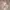 hels warna khaki photo 1