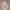 Hels Warna Khaki
