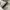 Converse CT All Star 70s Low Animal Print Zebra Non Egret photo 7
