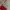 Tory Burch Luxury Casual Crossbody Bag Wanita Red