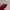 Tory Burch Luxury Casual Crossbody Bag Wanita red photo 3