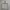 Harrington Corduroy Jacket Intermezzo