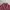 Kemeja Boxy Lasain Maroon Skena Kalcer Shirt