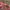 Vintage Y2K Pria white red photo 4