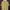 T shirt Fred perry Tapped Cream Gold photo 1