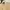 T shirt Fred perry Tapped Cream Gold photo 5