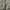 Timberland Casual Polo shirt Pria white tan gray photo 5