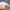 Le Coq 2 Colour photo 5