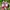 VANS KNU SKOOL RED WHITE  photo 1
