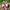 VANS KNU SKOOL RED WHITE 