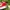 VANS KNU SKOOL RED WHITE  photo 3