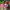 VANS KNU SKOOL RED WHITE  photo 2