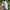 VANS KNU SKOOL RED WHITE  photo 5