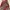 Vintage Tie Flower Pattern Grey & Red  photo 4