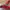 Puma Dift Cat Colab Ferrari Red White photo 1