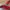 Puma Dift Cat Colab Ferrari Red White