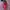 Sportswear Casual Shoe Pria Red Black