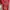 Pakaian Nasional Wanita red pink black blue photo 4