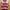 Jersey Home Madura United 2018/2019 photo 1