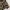 Dickies Twill Jaket Camo Flower photo 5