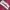 Hoodie thisisneverthat burgundy photo 3
