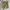 Gu Utility Military pants cream  photo 1
